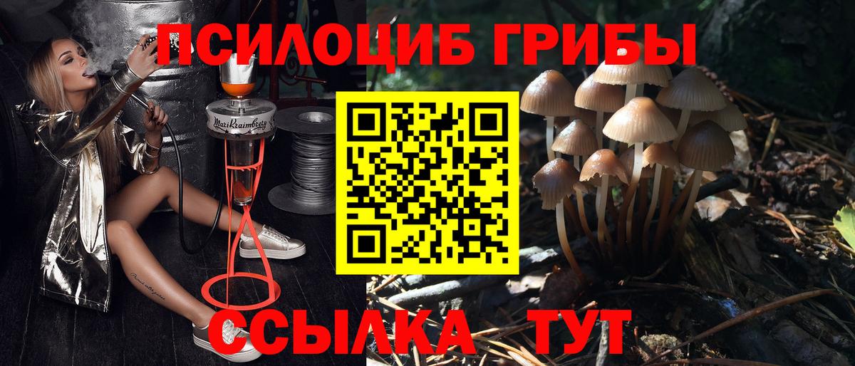 Псилоцибиновые грибы прущие грибы  Вход с VPN  Каменка 